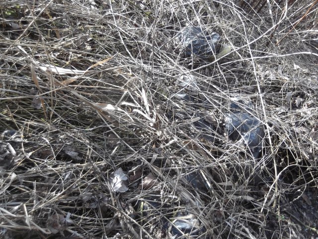 dscf3269.jpg